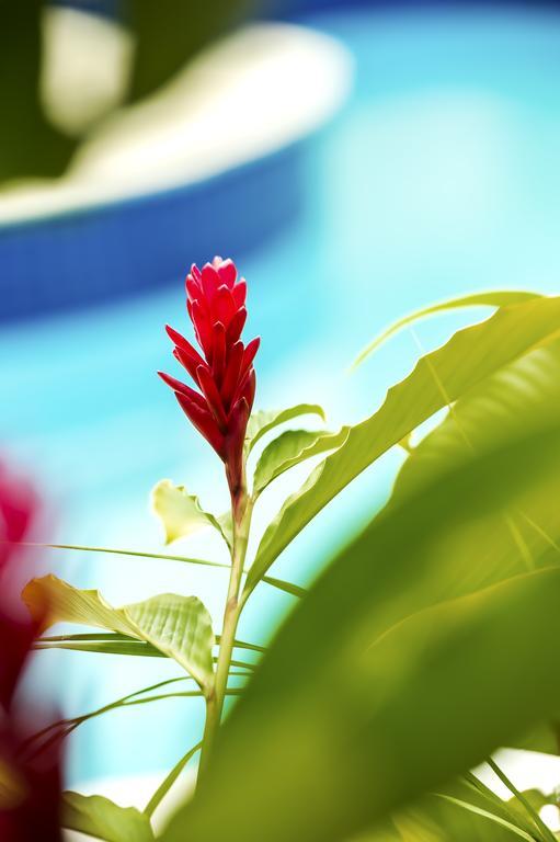Hotel Villa Di Rimini ウバトゥバ エクステリア 写真